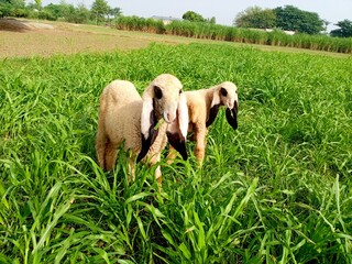 Two lambs with long black ears grazing in green field © Ishrat