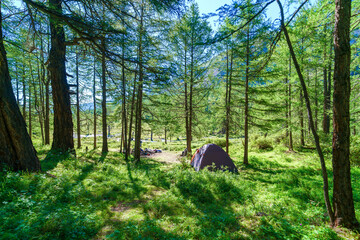 tent in the forest in summer © avtk
