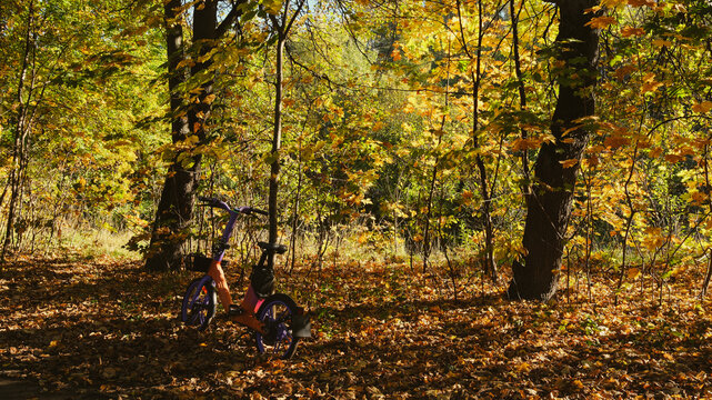 A modern bicycle leaning against a tree in an autumn forest covered with fallen yellow leaves.