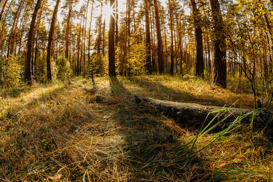 Sunny Pine Forest with Fallen Log and Golden Grass