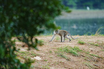 Monkey Walking Near Water Macaca fascicularis Nature Scene © Jimmy