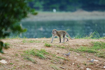 Monkey and Doves near Water Nature Scene Photography © Jimmy