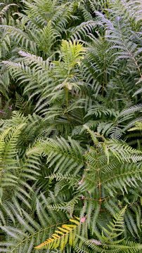 lush green fern leaves pattern background in natural forest environment- vertical footage