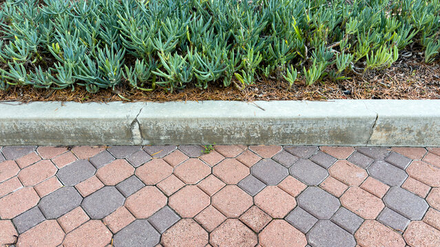 dense succulent groundcover borders a concrete curb beside patterned terracotta and grey interlocking brick pavers