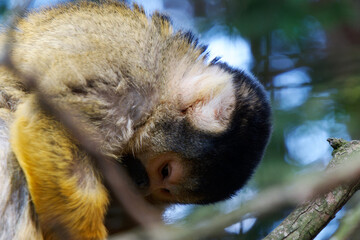 Close-up shot of a squirrel monkey perched on tree branches looking downward with natural soft green background. © SIOU CYUAN LIANG