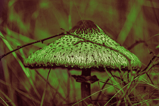 Eingebettet in das sanfte, goldene Licht und das dichte, feuchte Gras thront dieser pr&auml;chtige Pilz wie ein winziges, wundersames Zelt aus einer anderen Welt. Sein samtig brauner Hut mit der feinen, sc