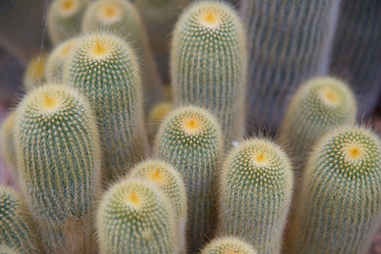 Italy, Sardinia, Cagliari.  A cluster of golden ball cactus (Parodia leninghausii)