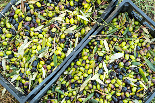 Italy, Sardinia, Oristano.  Freshly picked olives with leaves and twigs, in plastic bins.