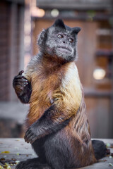 Vertical medium portrait with selective focus on a black-capped capuchin monkey sitting upright and looking up in a zoo. © Oleg