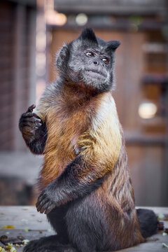 Vertical medium portrait with selective focus on a black-capped capuchin monkey sitting upright and looking up in a zoo.