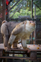 Vertical full-body shot with selective focus on a pig-tailed macaque standing on all fours, tilting its head back, and looking up in a zoo cage. © Oleg