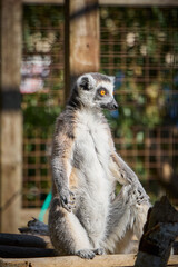 Vertical medium shot with selective focus on a ring-tailed lemur sitting upright in a profile pose and looking to the side in a zoo enclosure. © Oleg