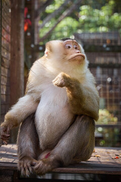 Vertical medium shot with selective focus on a pig-tailed macaque sitting upright, tilting its head sideways, and looking up with a thoughtful expression in a zoo cage.