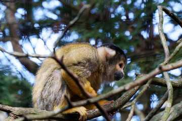 Side profile view of a squirrel monkey perched on tree branches in a lush natural environment. © SIOU CYUAN LIANG