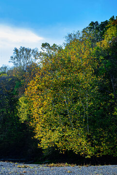 500-92 Sugar Creek Autumn Sycamore