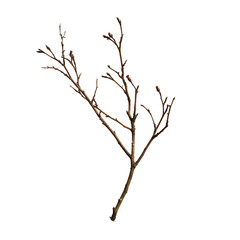 Fototapeta premium Bare branch with buds during spring isolation on transparent background