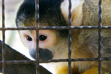 OITA, JAPAN - FEBRUARY 20, 2025: Close-up portrait of a squirrel monkey looking through wire mesh enclosure at African Safari wildlife park in Oita, Kyushu. © SIOU CYUAN LIANG