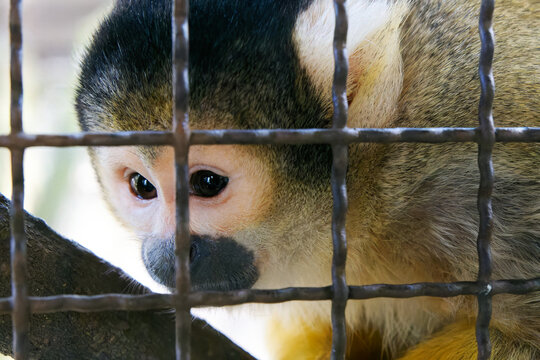 OITA, JAPAN - FEBRUARY 20, 2025: Close-up portrait of a squirrel monkey looking through wire mesh enclosure at African Safari wildlife park in Oita, Kyushu.