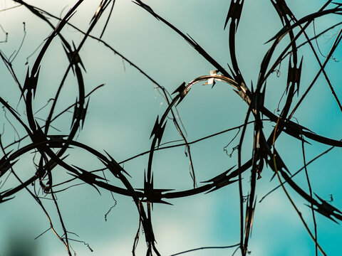 Sharp rusty razor wire coils spiraling against clear blue sky, dangerous security barrier fence detail with dramatic backlight