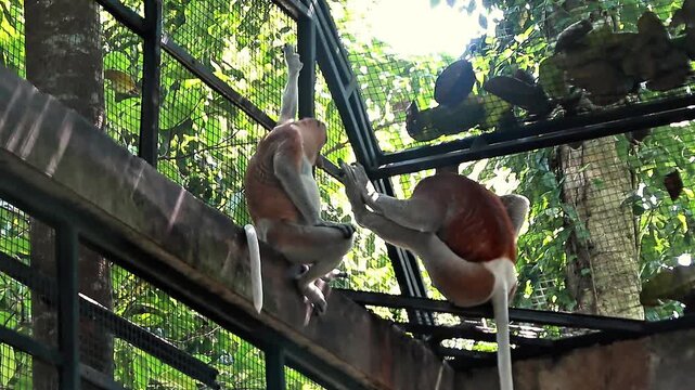 A video of a proboscis monkey active inside its enclosure at a zoo in Lombok, Indonesia, on a bright, cool morning.