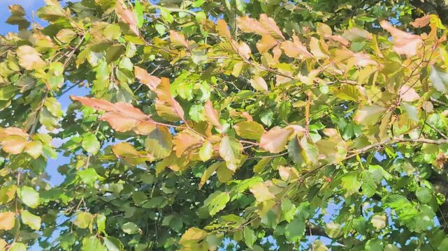 Beech tree branch with green and yellow leaves against a blue September sky