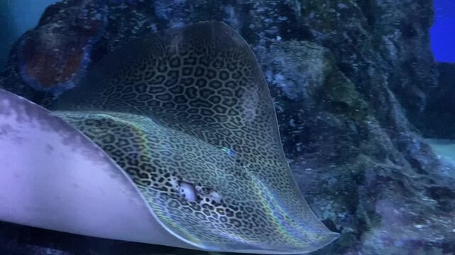 Stingray in aquarium