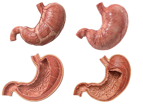 Medical 3D illustration set of the human stomach showing external anatomy, blood vessels, and internal cross-sections with mucosal folds, isolated on a transparent background.