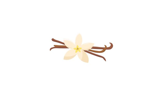 vector animated creamy white vanilla flower surrounded by brown dried vanilla bean pods against a white background