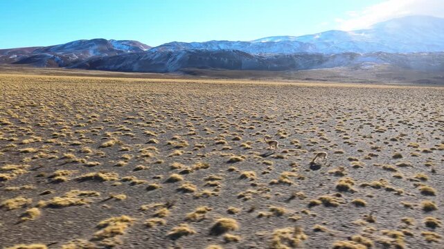 Vicu&ntilde;as move across a dry grass tussock plain with snow-dusted Andean mountains in the distance, seen in a low drone flyover in Laguna Blanca Biosphere Reserve.