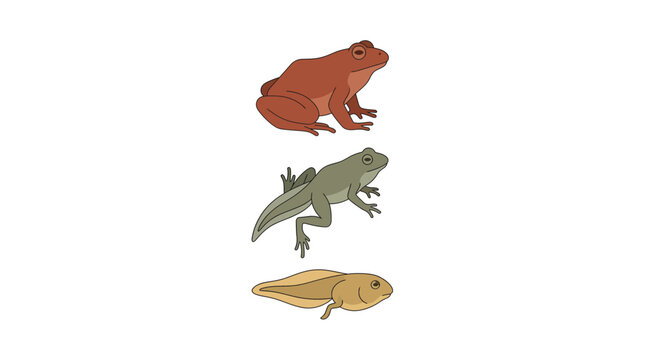 Illustrated amphibians collection of frog lizard fish.