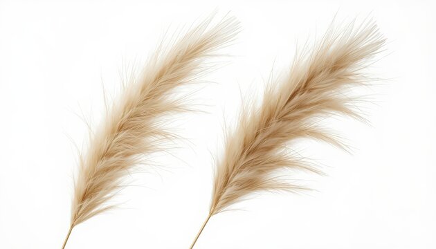 Two fluffy pampas grass stems isolated on white background