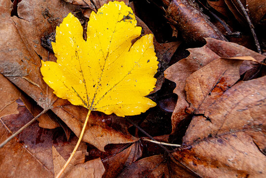 Hoja de Oto&ntilde;o