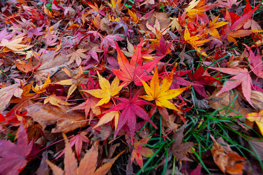 Hojas de Oto&ntilde;o