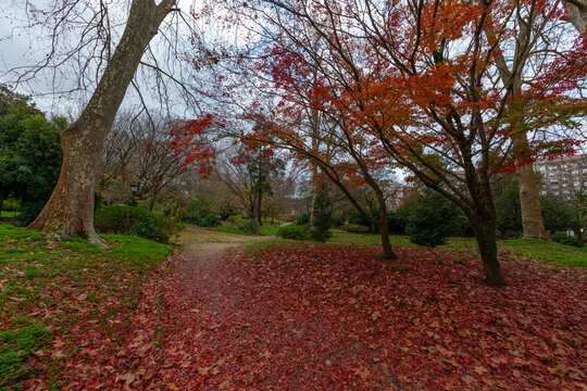 Bosque en oto&ntilde;o, hojas rojizas en el suelo como una alfombra,