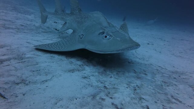 Bowmouth Guitarfish Swimming Over Sandy Seabed Underwater