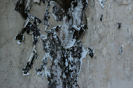 
A black-and-white photo of peeling paint and weathered texture on a dirty wall, resembling a grunge effect; suitable as a background or 3D asset texture for digital imaging.