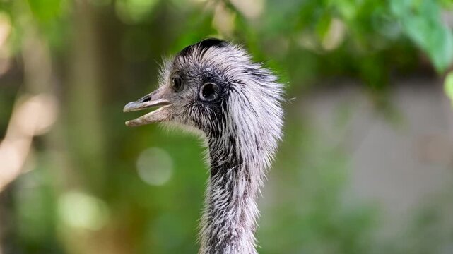 Close up profile of an emu bird with open beak in a natural forest