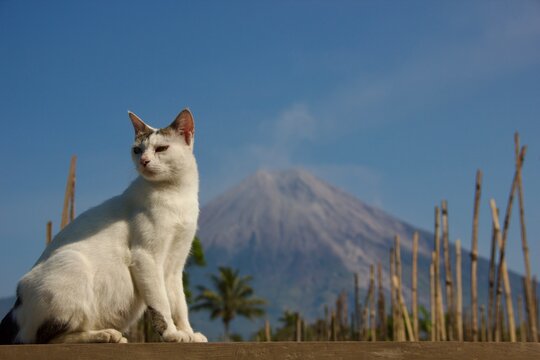 White Cat with Semeru Volcano in the Background