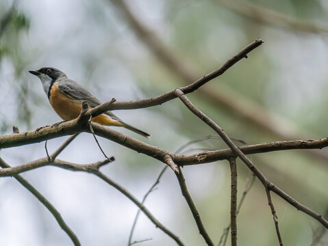 Male Rufous Whistler Side On