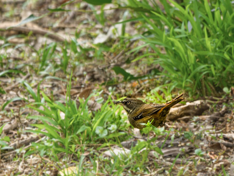 White Browed Scrubwren (Sericornis Frontalis)