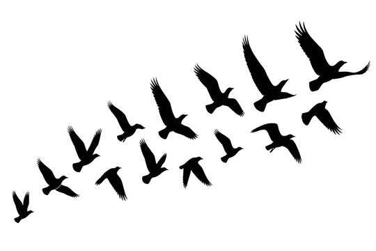 Flying Bird Flock Silhouettes Isolated on Transparent Background