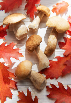 Porcini mushrooms with red autumn oak leaves