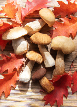 Porcini mushrooms with red oak leaves on wood