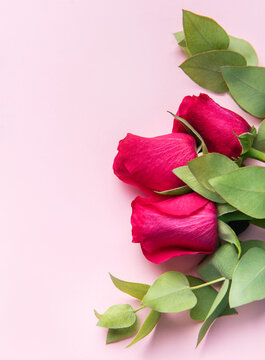 Red roses and eucalyptus leaves creating floral border