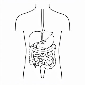 Human digestive system anatomy outline illustration on a white