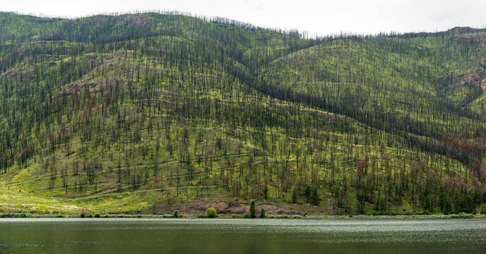 Canada, Bc, Kamloops.  Monte Lake.  Mountainside of bare trees, signs of recent forest fire damage