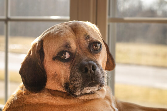 Adorable puggle dog sitting by a sunny window at home