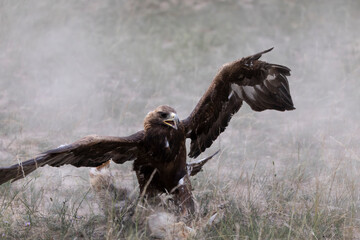 Obraz premium Golden eagle spreads its wings over a captured fox