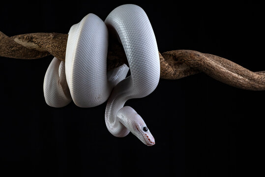 White Leucistic Ball Python wrapped around a branch