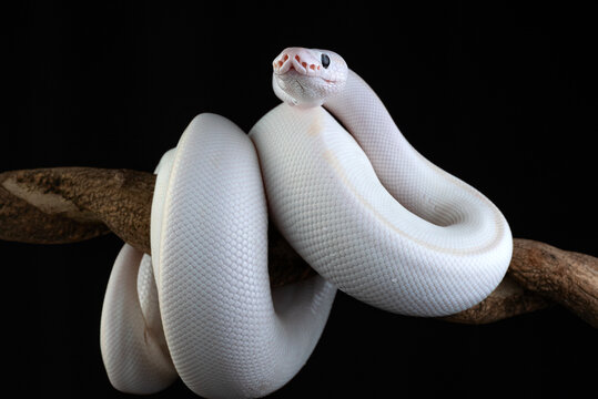 White leucistic ball python snake on a branch